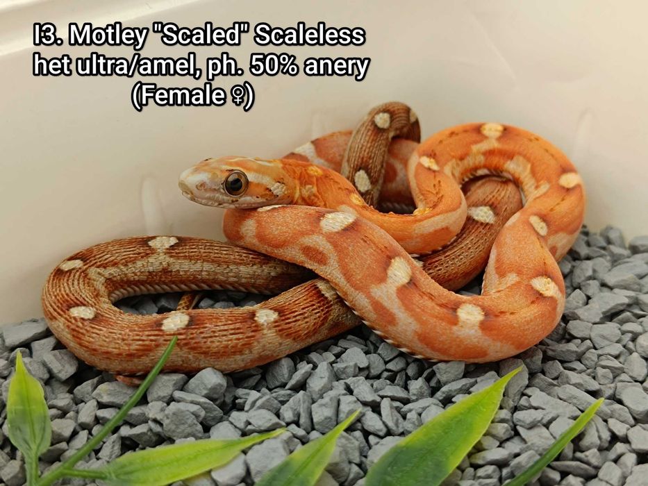 Wąż zbożowy / Motley "Scaled" Scaleless het ultra/amel, ph. 50% anery