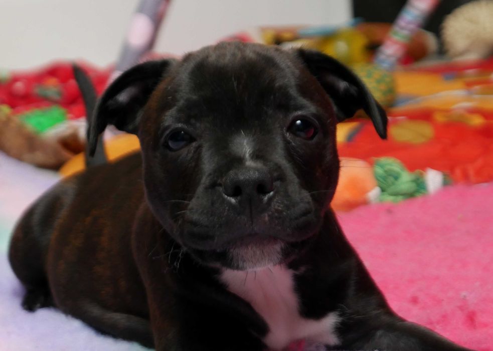 Staffordshire Bull Terrier ZKwP, Staffik FCI, piękna suczka GINGER