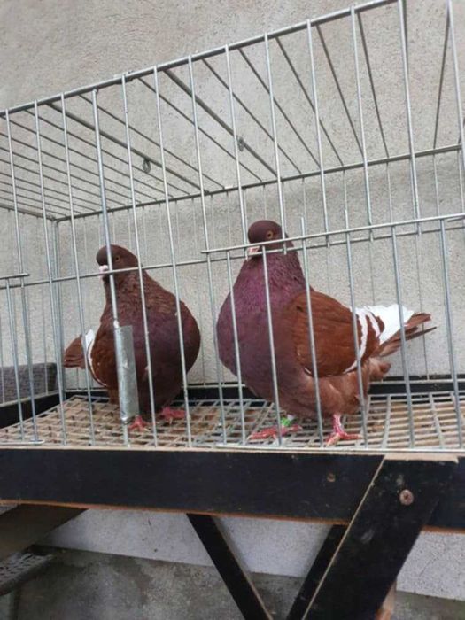 Ryś polski rysie polskie