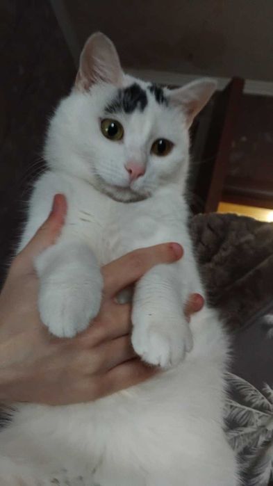 Киця кішка кошка кошечка у добрі руки
