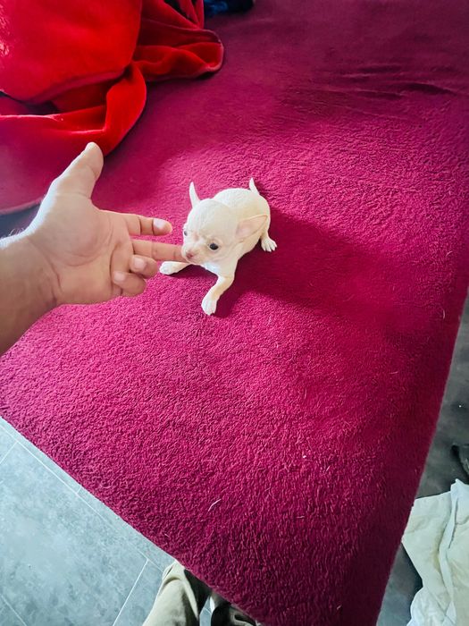 chihuahua macho