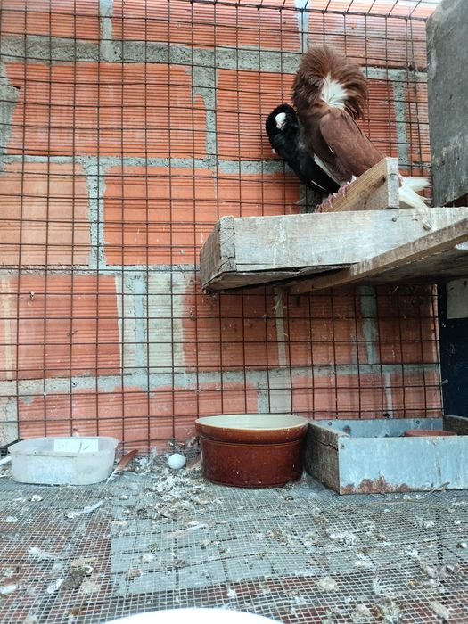 Pombos de cabeleira, calhandra e arcanjo