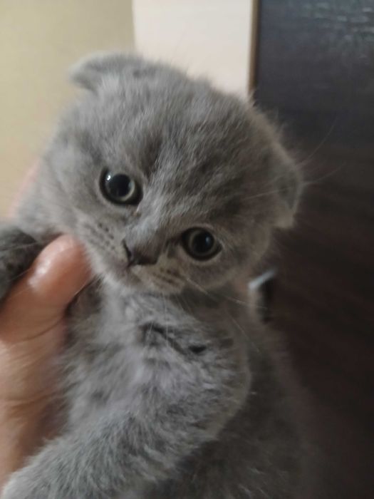 Шотландские веслоухие котята