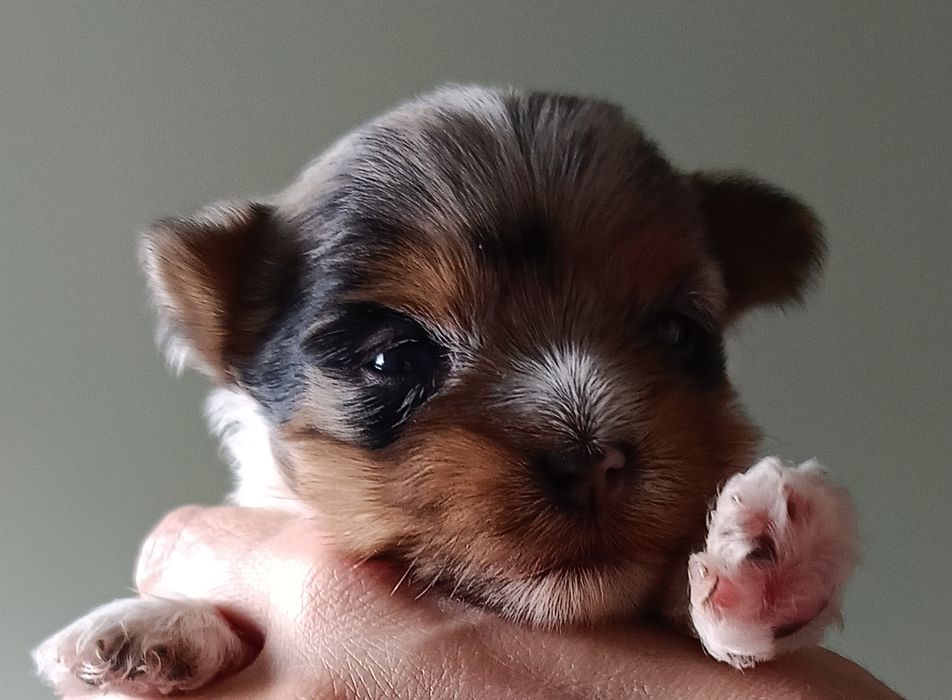 Suczka Yorkshire terrier Blueberry