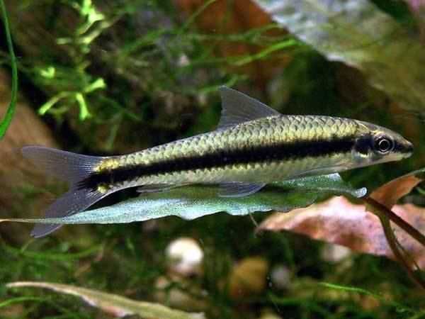 Kosiarka - Grubowarg syjamski - Crossocheilus langei - na glony -dowóz
