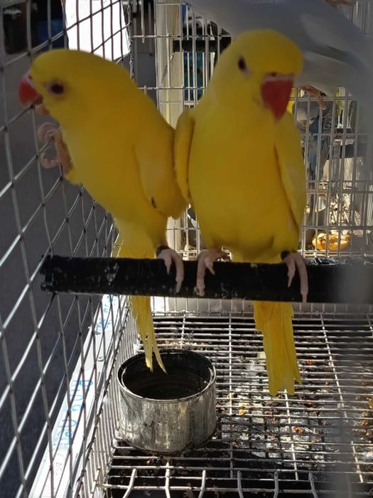 Ring necks casal