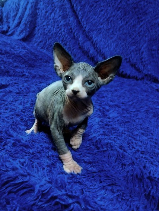 Эльф-страйт.Мальчик канадского сфинкса