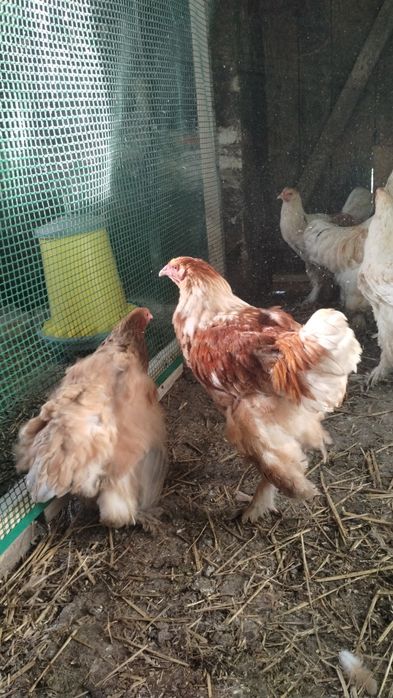 Kury i Koguty Brahma