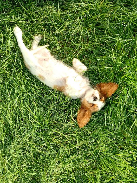 Cavalier King Charles Spaniel piesek