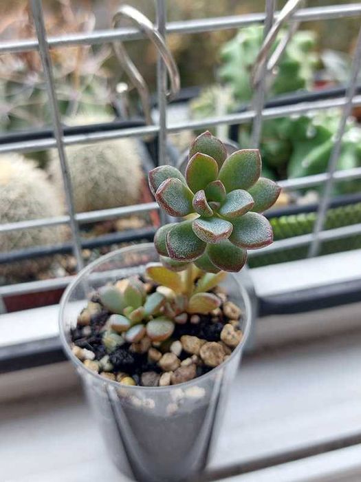 Сукулент, граптоверія. Graptoveria "Purple Dream"