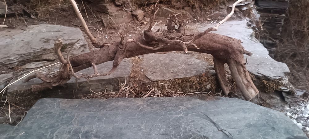 Conjunto de ramos para aquário ou terrário