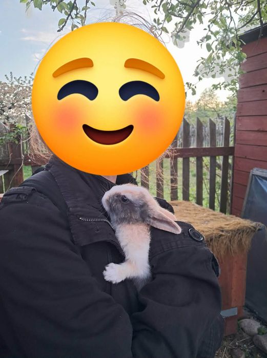 Króliki króliczki miniaturki