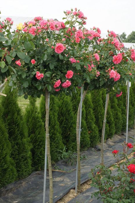 Саджанці троянд / Саженцы розы / Опт / ЗКС / ВКС