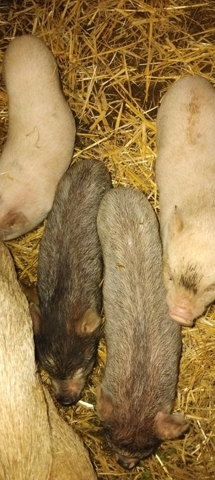 Продажа  в'єтнамських поросят