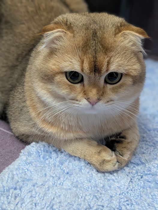 В'язка шотландський золотистий котик