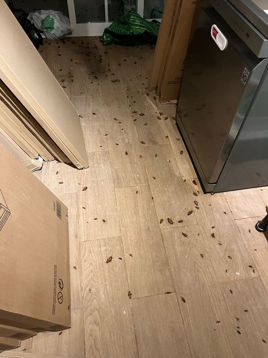 DESINFESTAÇÃO CONTROLO D EPRAGAS PERCEVEJOS BARATAS PULGAS TÉRMITAS