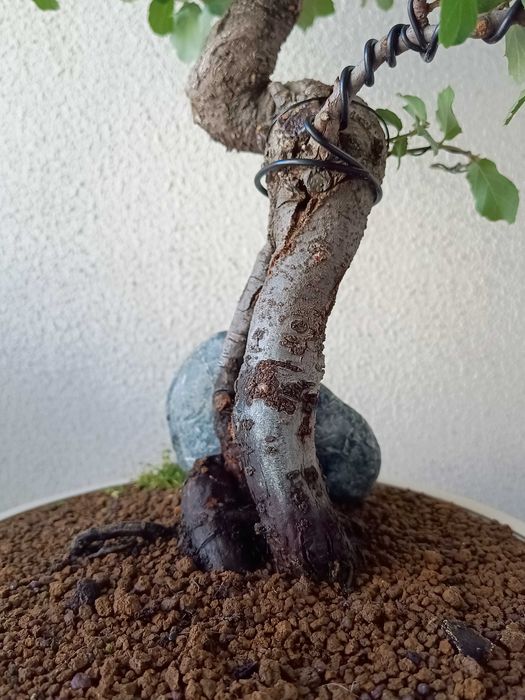 Bonsai Quercus suber