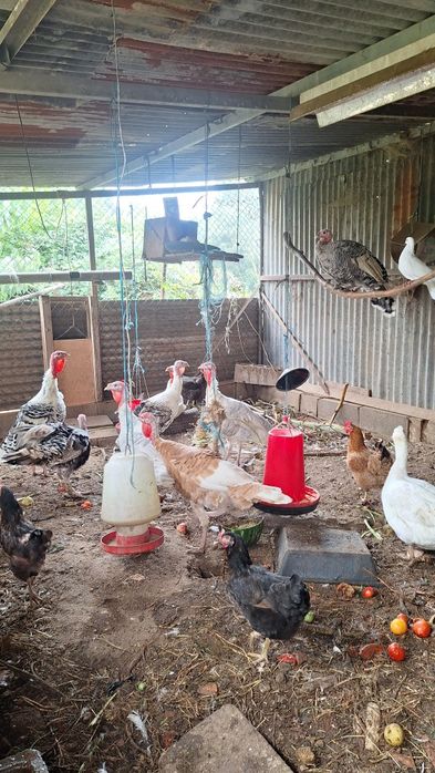 Perus caseiros criados at livre