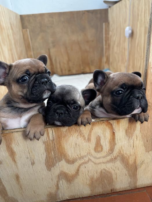 Продам  Французькі бульдоги .