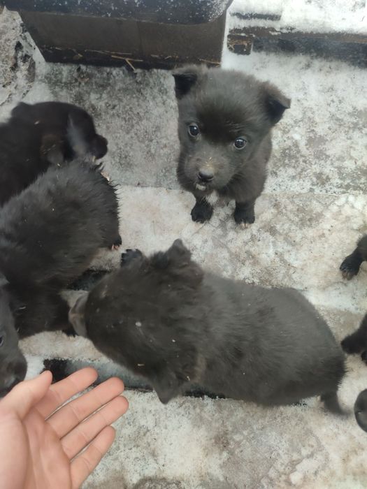 Цуценя щенка собака