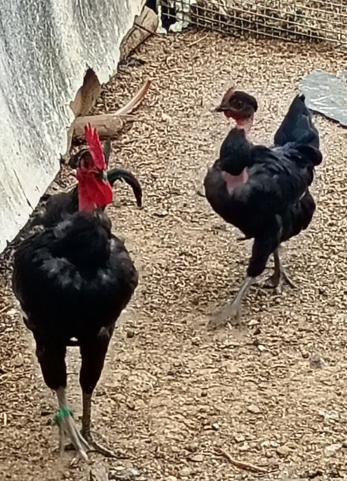 Galinhas. Casal de Preta lusitanica