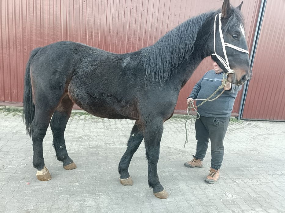 Wałach ślaski 3 lata