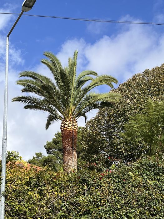 Poda e corte de arvores - TREE SERVICES