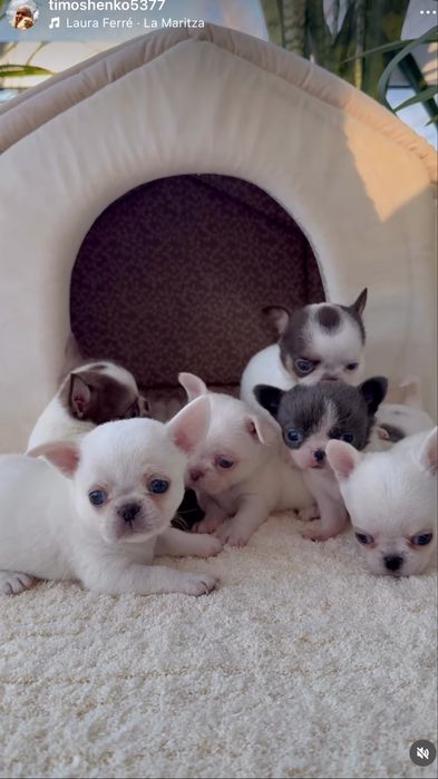 Чихуахуа дуже красиві