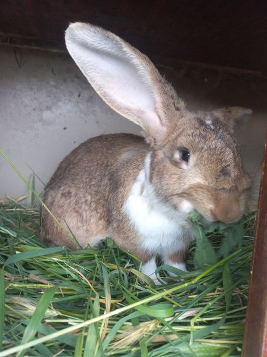 Продам кроликів,і свіжі тушки під замовлення