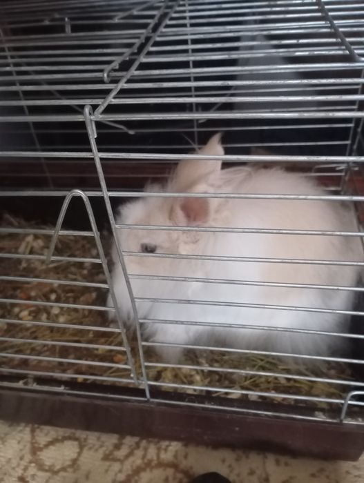 Продам домашнього улюбленця кролик декоративний довгошерстий