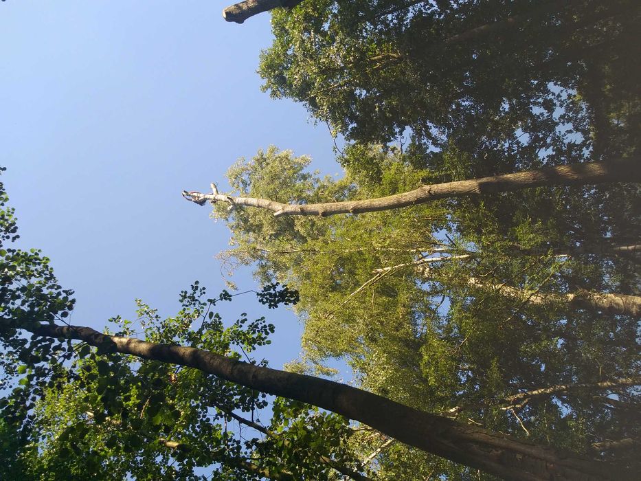 Wycinka drzew , scinka drzew metoda alpinistyczna