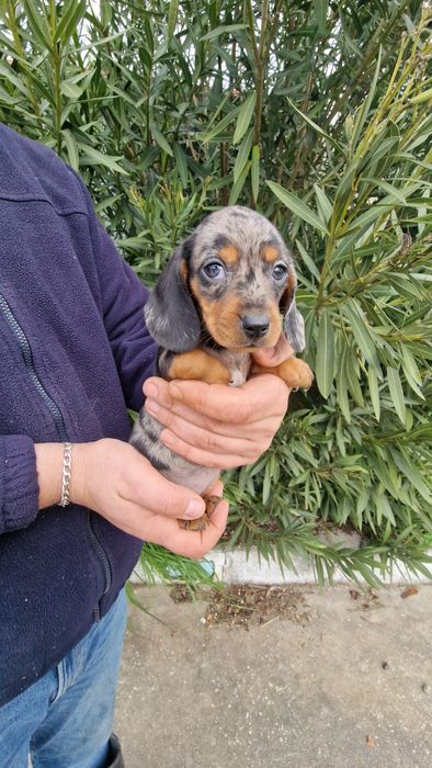 Teckel Black Merle Fêmea