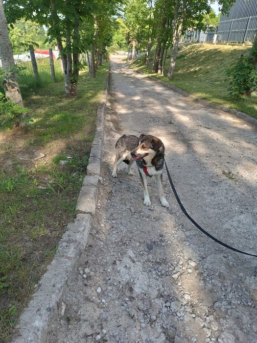 Skrzywdzony Tobi poleca się do adopcji!