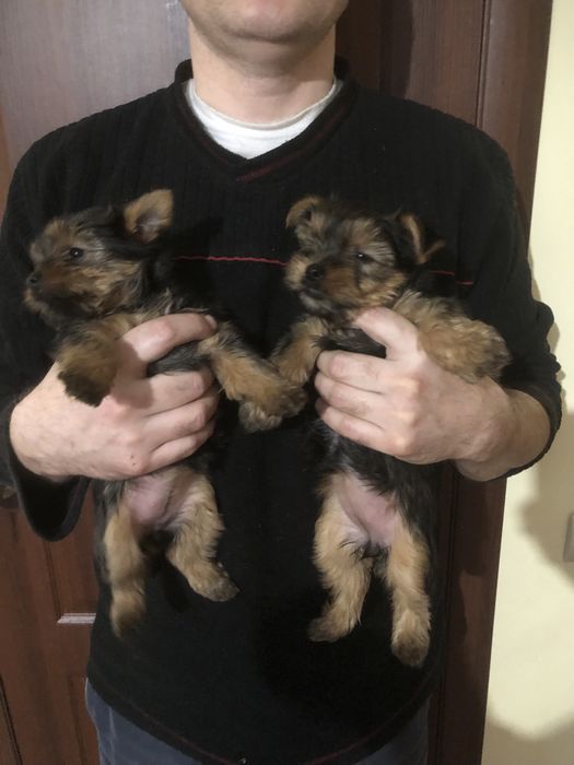 Цуценята , щенки йоркширский терʼєр