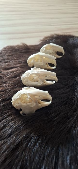 4 czaszki z krolikow