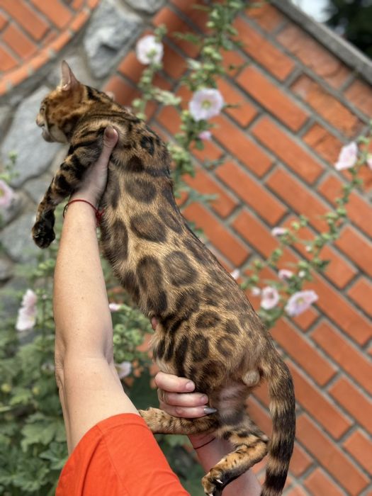 Бенгальский кот Бенгал вязка