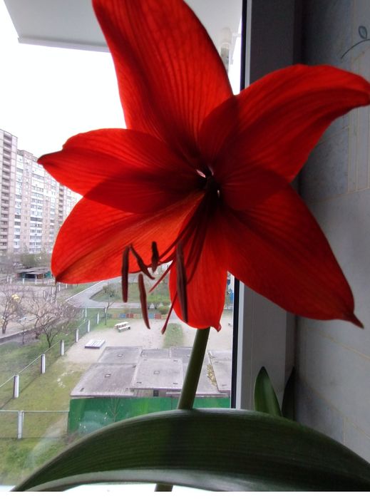 Гіппеаструм  квіти