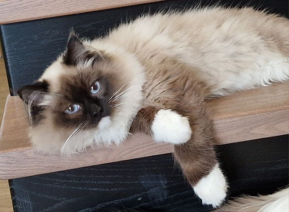 Kocur Ragdoll do hodowli FIFE -możliwa zamiana.