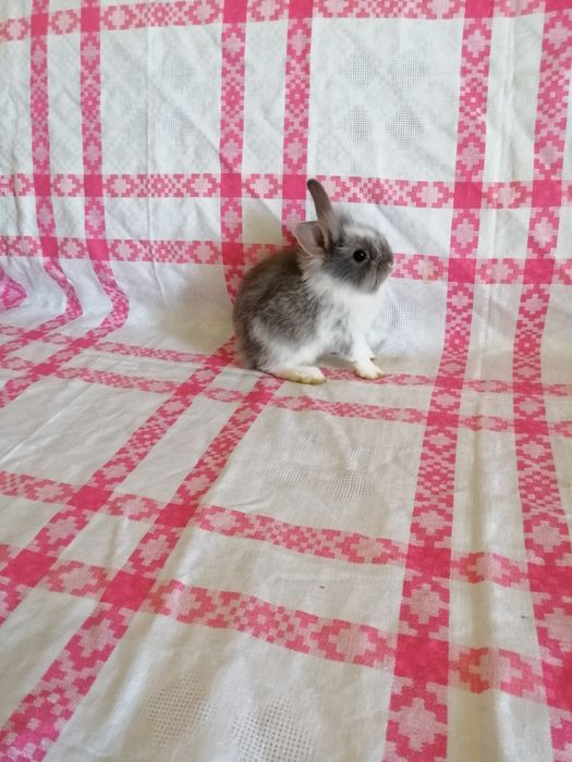 Króliczek Mini Lop, karzełek Teddy, Lewek
