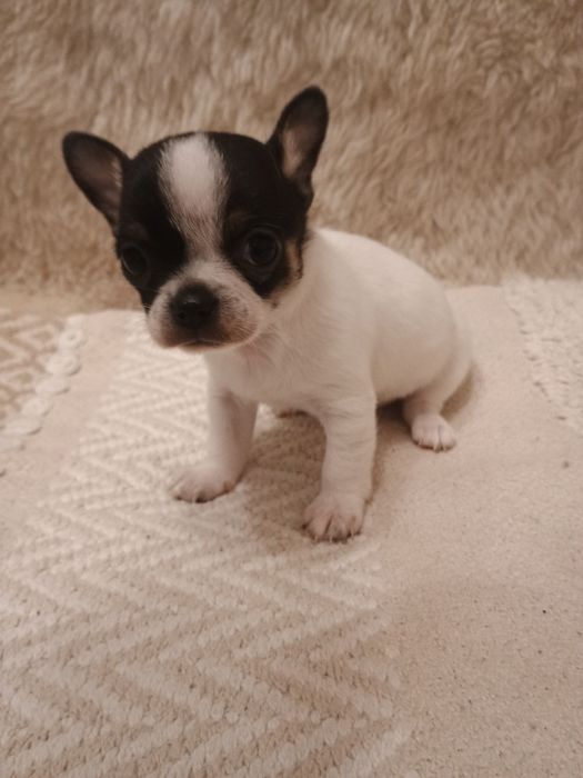 Rezerwacja. Chihuahua XS  piesek  „ Dolar "