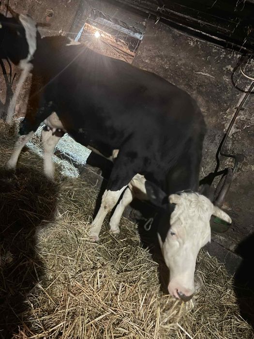 Krowy mleczne na sprzedaż