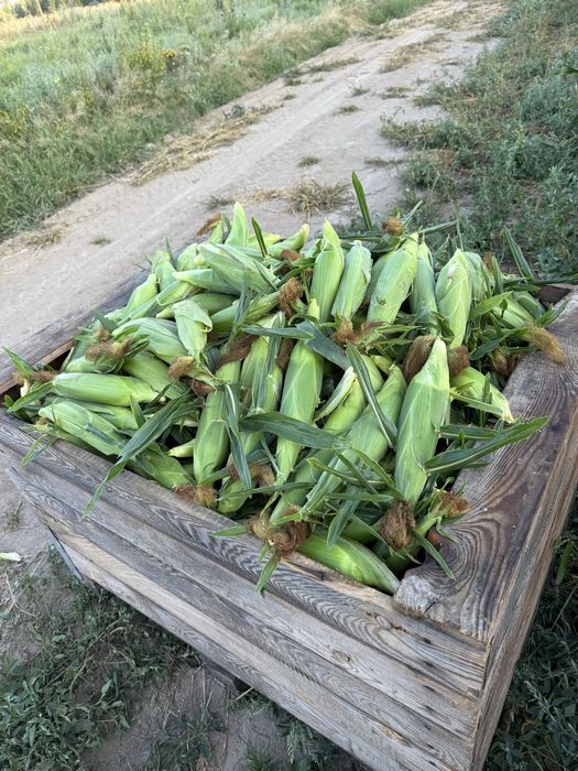 Кукурудза цукрова Ракель опт