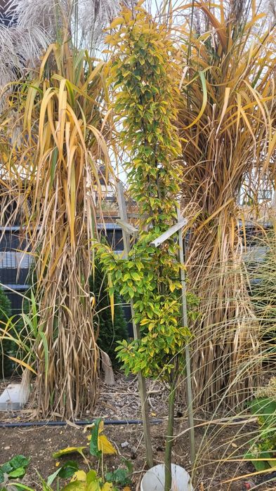 Grab Fascigiata - duże okazy