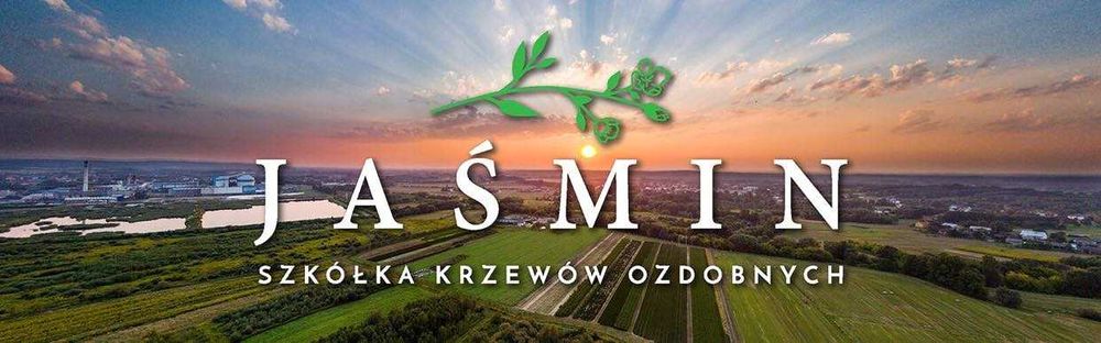 tuja brabant piękna gęsta sadzonka premium 140cm JESIENNA PROMOCJA!!