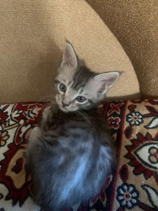 Котенята мейкунята