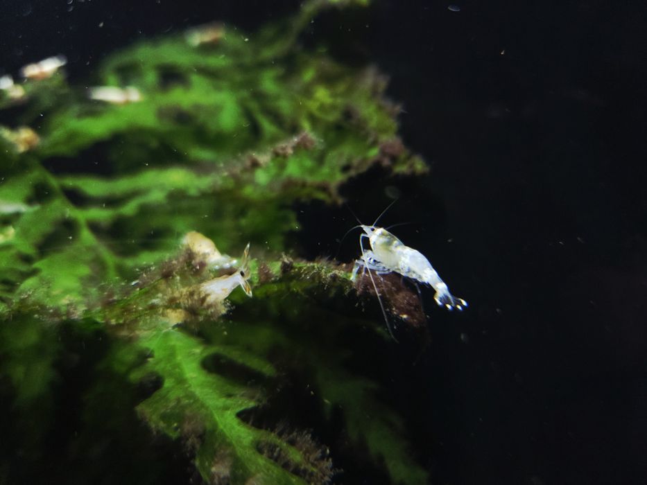 Krewetka caridina white bee/ ghost