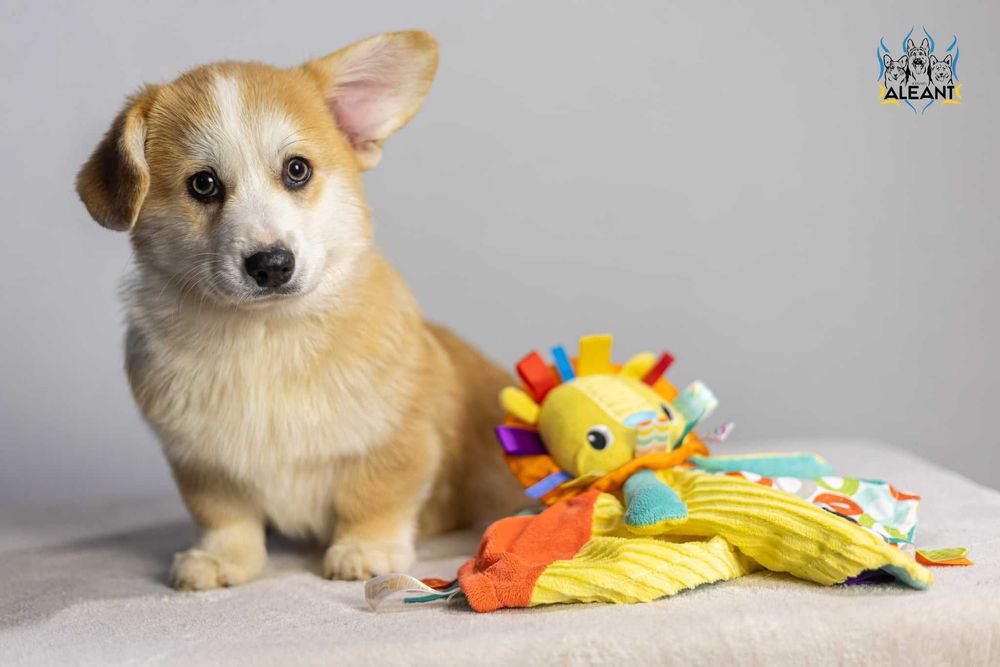 Пропонуємо хлопчика Вельш Коргі Пемброк