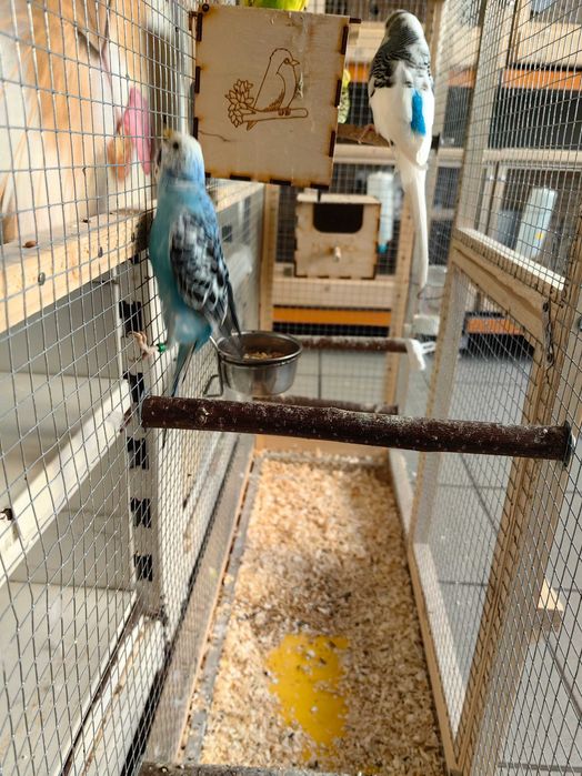 papuga,papugi faliste ,samce , samiczki