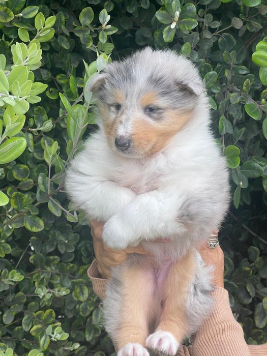 Macho Rough collie
