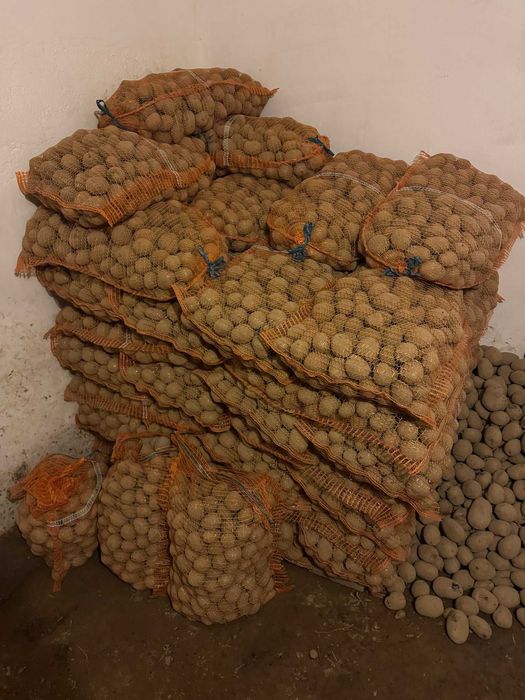 Ziemniaki sadzeniaki Soraya